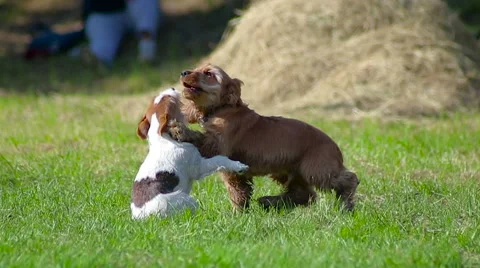 Two puppies playing Stock Footage 63642157