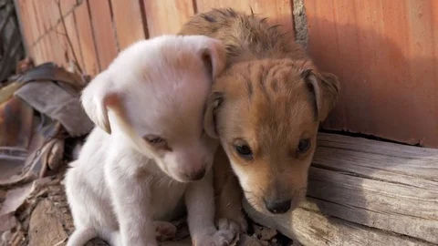 Two puppies playing 스톡 동영상 84640439