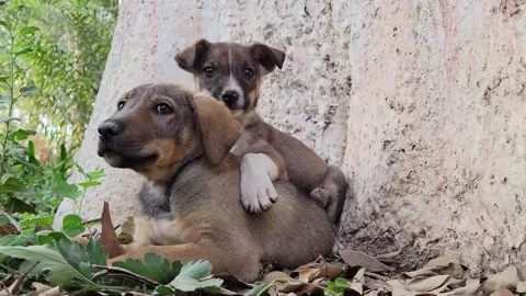 Two puppies playing Stock Footage 255737394
