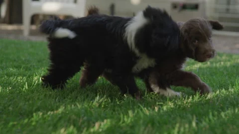 Two Puppies Playing in the Grass Vidéo 208758291