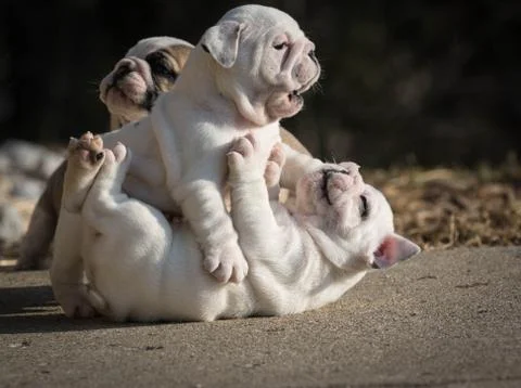 Two puppies playing Stock Photos