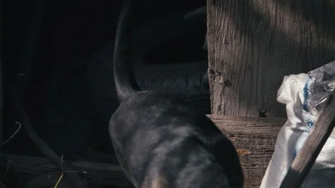 Two puppies run out of the booth Stock-Footage 238398945