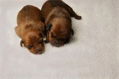 Two puppies from the same brood: a boy with a blue one and a girl with a pink Stock Photos