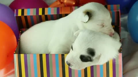 Two puppies sitting in a gift box Stock Footage 10898588