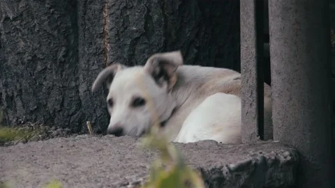 Two puppies by the tree Stock-Footage 238398952