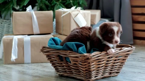 Two puppies in a wicker basket under the Christmas tree Stock Footage 231258657