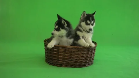 Two puppy husky in a wicker basket and on  green background Stock-Footage 82058742