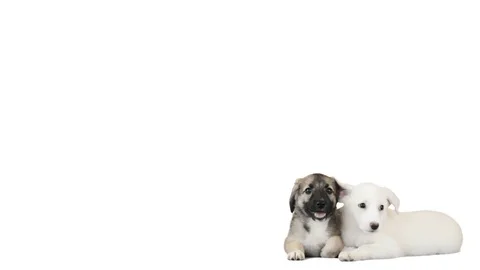 Two puppy on a white background Stock Footage 76240665
