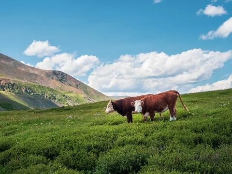 Two purebred brown cows standing on an alpine pasture together under blue c.. Fotos de archivo