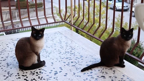 Two Purebred curious Siamese Cats With Bright Blue Eyes on the balcony Video stock 106462385