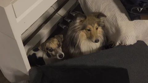 Two purebred dogs sit under a synthesizer and look into the camera Stock Footage 101660658