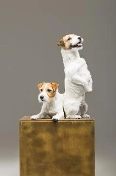 Two purebred jack russell posing in a studio. Stock Photos