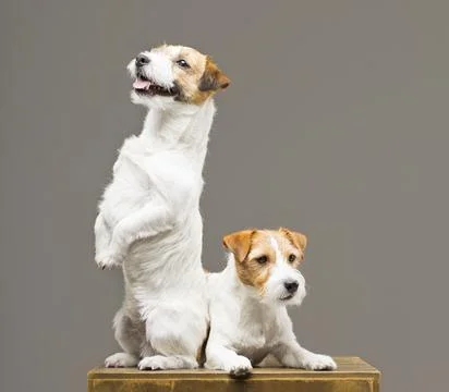 Two purebred jack russell posing in a studio. Stock Photos