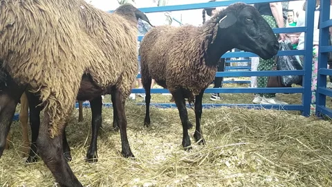 Two purebred sheep calmly standing in a pen at an agricultural exhibition Stock Footage 319797556