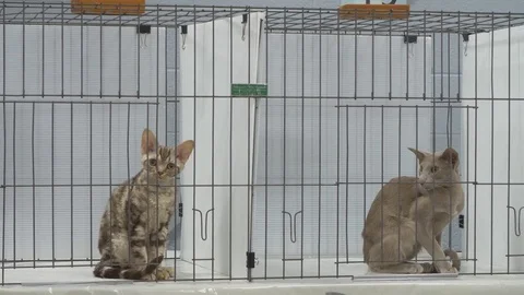 Two purebreed cats in cage at cat show Stock Footage 80392492