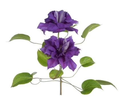 Two purple clematis isolate on white Stock Photos