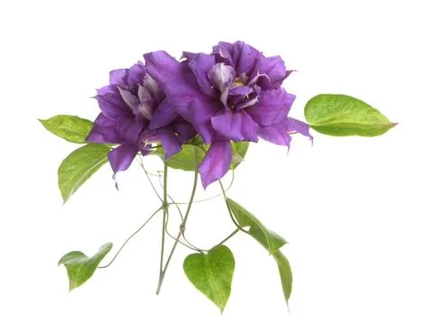 Two purple clematis Stock Photos