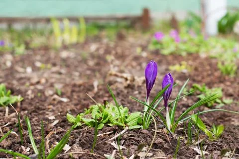 Two purple crocuses Stock Photos