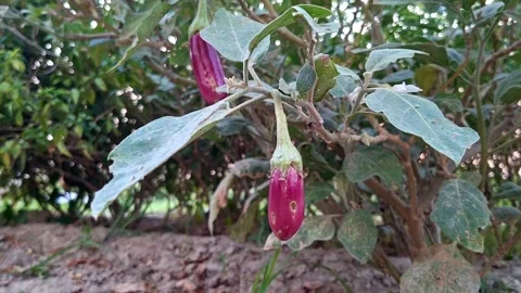 Two Purple Eggplants Hanging From Shrub Branch Vídeo Stock 338146356