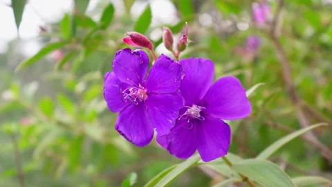 Two Purple Glory Blooms in Soft Wind Stock Footage 319438716