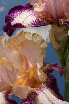 Two Purple Iris Stock Photos