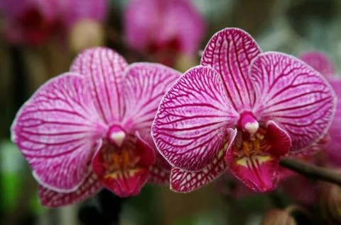 Two purple orchids. Foto stock