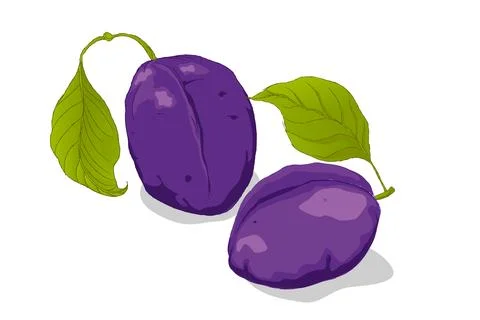 Two purple plums Illustrazione stock
