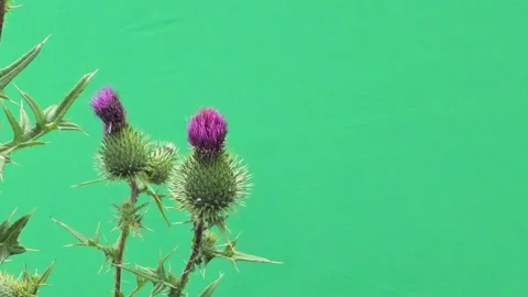 Two purple thistle flower buds on green screen background close-up. Vidéo 337951792
