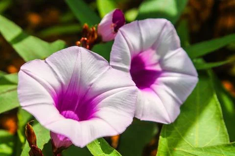 Two purple wildflowers Stock Photos