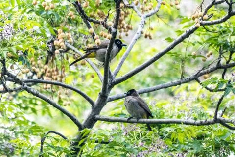 Two Pycnonotuss resting on a tree Stock Photos