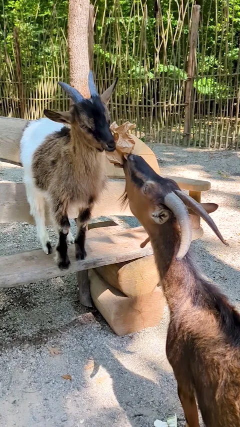 Two pygmy goats chewing a paper bag in a petting zoo. Unhealthy animal nutrition Stock-Footage 342602215