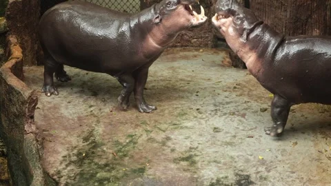 Two pygmy hippos confront each other in an enclosure, baring teeth and growling Stock Footage 307870561