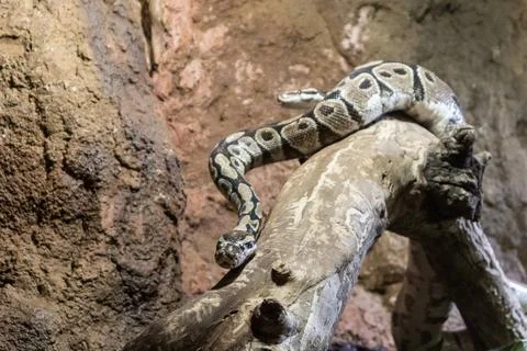 Two Python snakes on dry wood branch Two Python snakes on dry wood branch.... Stock Photos