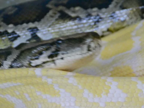 Two pythons together dark and yellow Video stock 45594128