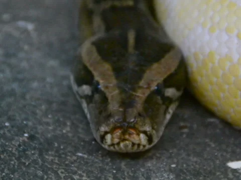 Two pythons together. Related clips are in my portfolio in 1920x1080. Video stock 45594134
