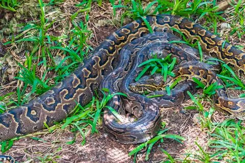 Two pyton snake rest in the grass. Stock Photos