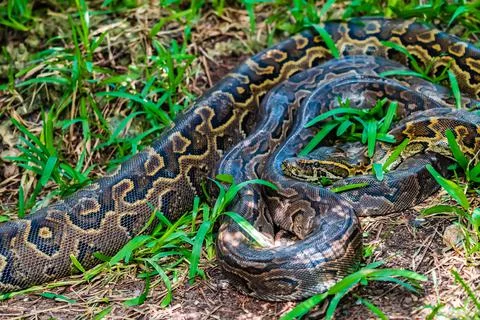 Two pyton snake rest in the grass. Stock-Fotos