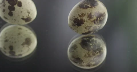 Two quail egg spinning on a mirror surface Stock Footage 197426707