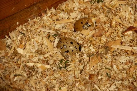 Two quail eggs with dark spots in a nest of wood shavings Stock Photos
