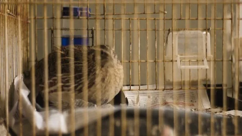 Two quails in a cage Stock Footage 104995175
