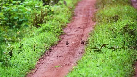 Two quails running on the safari trail of Kabini national park Stock Footage 282652899