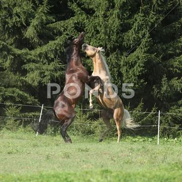 Two quarter horse stallions fighting with each other Stock Photos
