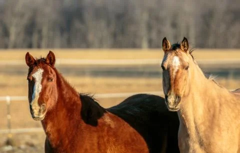 Two quarter horses staring into the camera Stock Photos