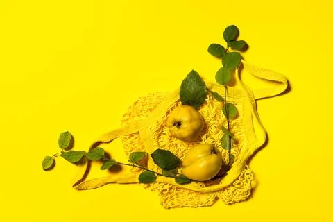 Two quince apples with tree branches and net bag Stock Photos