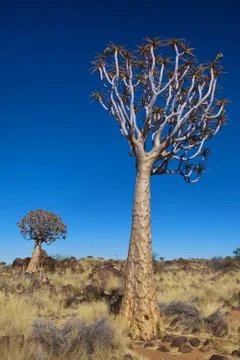 Two quiver trees at quiver tree forest namibia Fotos Stock