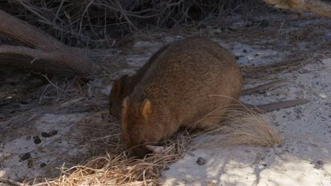 Two Quokkas Chewing on some Grass Video stock 305523700