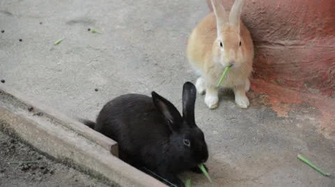 Two rabbit bunnys Stock Footage 26320201