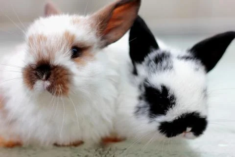 Two rabbit closeup Stock Photos