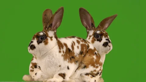 Two rabbit on a green screen. Stock Footage 128636243