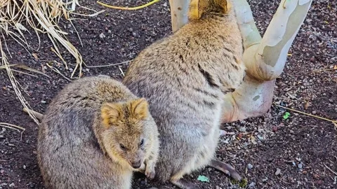 Two rabbit Kangaroos Stock Footage 264292298